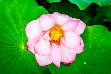 A lotus flower on the pond