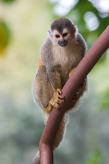 Squirrel Monkey playing in Costa Rica