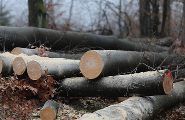 Brennholz sägen im Wald