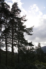 Wald bei den Fall of Foyers, beim Loch Ness