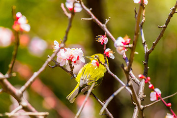 The Japanese White-eye.The background is  white plum blossoms. Located in Tokyo Prefecture Japan.
