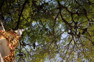 Looking up at the birds in the trees