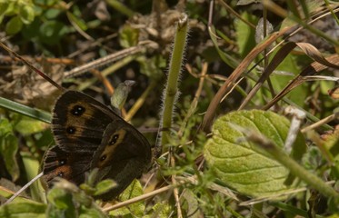 Fototapeta premium Papillon butinant au col de Cuvéry, Châtillon-en-Michaille, France
