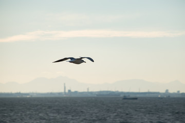 Fototapeta na wymiar A Seagull Flying over the Sea with Urban Skyline in the Background