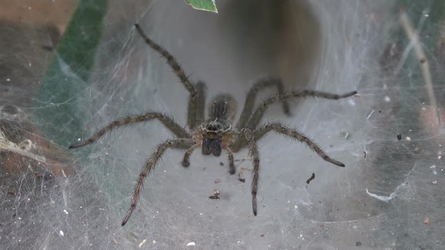 funnel web spider guarding nest in thailand
