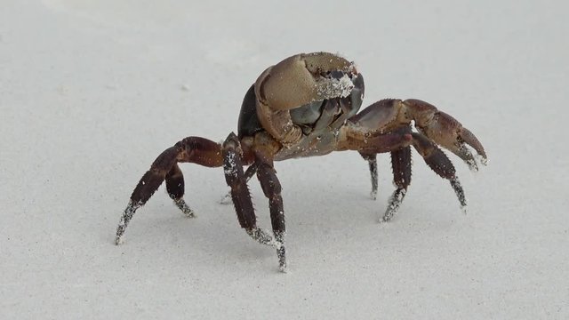 Crab with raised claws walking on white sand beach closeup

