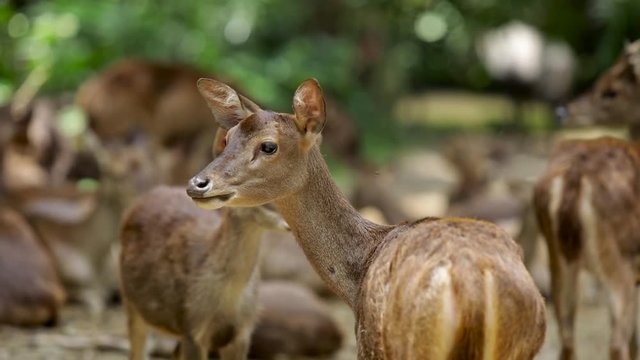 Video footage of herd of barasingha or swamp deer.