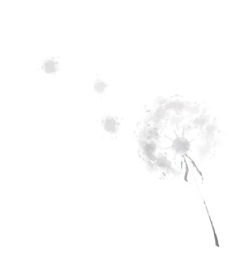 Dandelion grass flower in the wind, black and white watercolor style, illustration vector. 
