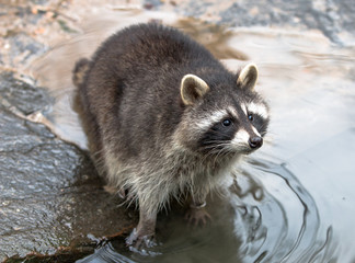 Nordamerikanischer  Waschbären (racoons) Procyon lotor