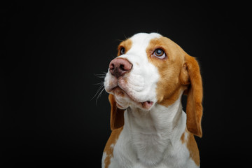 beautiful beagle dog