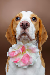 beautiful beagle dog with flower