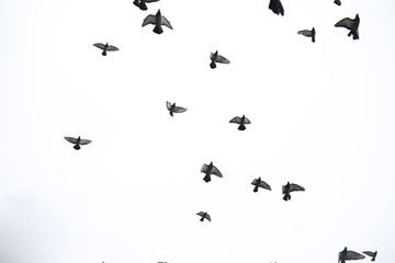 A flock of pigeons flies across the sky. Birds fly against the s