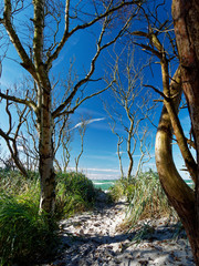 Dar&szlig;er Weststrand, Nationalpark Vorpommersche Boddenlandschaft, Mecklenburg Vorpommern, Deutschland