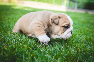 buldog agielski © Adrian