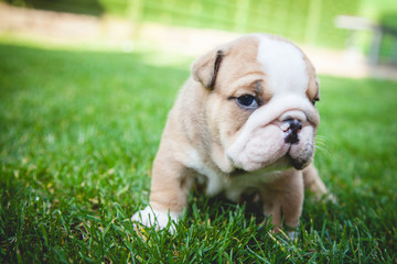buldog agielski © Adrian