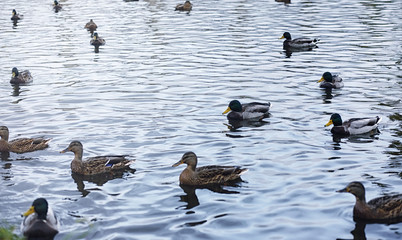 Birds on the pond. A flock of ducks and pigeons by the water. Mi