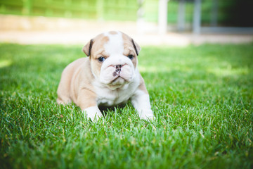buldog agielski © Adrian