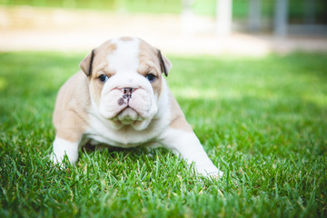 buldog agielski © Adrian