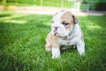 buldog agielski © Adrian