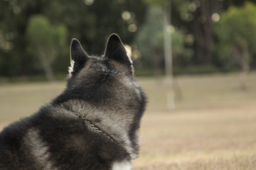Siberian Husky