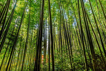 In the bamboo forest