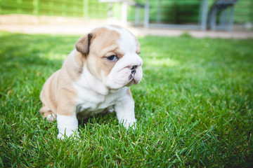 buldog agielski © Adrian