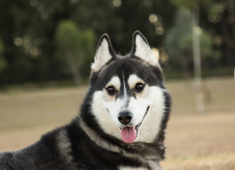 Siberian Husky