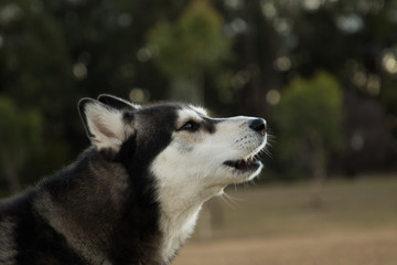 Siberian Husky