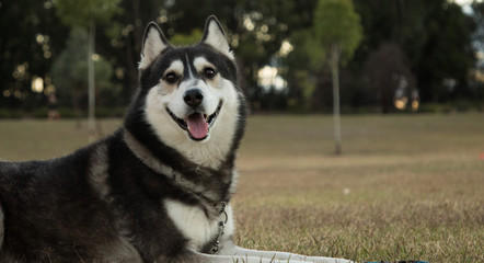Siberian Husky