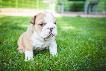 buldog agielski © Adrian