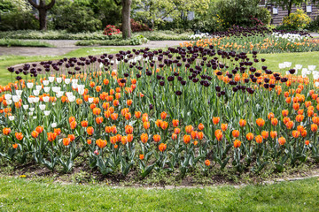 weiße, orange und schwarze Tulpen