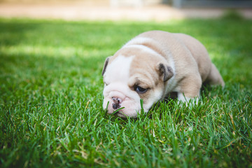 buldog agielski © Adrian