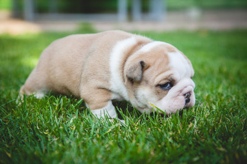 buldog agielski © Adrian