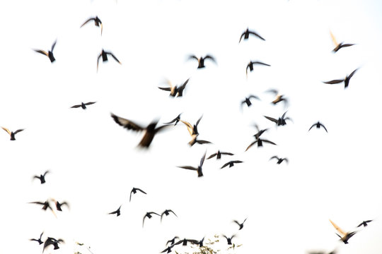Fototapeta motion blur flying flock of pigeons on white background