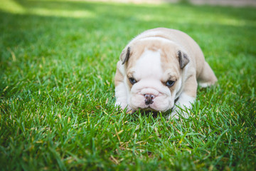 buldog agielski © Adrian