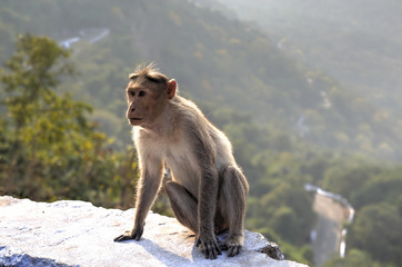 Naklejka premium The Bonnet macaque, India