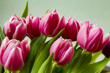 Tulpen
