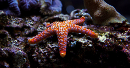 Orange Fromia Monilis starfish 