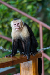 White face monkey close up in Costa Rica