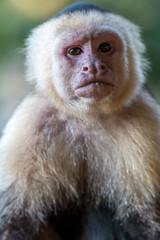 Fototapeta premium White face monkey close up in Costa Rica