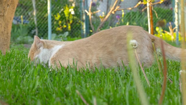 A cat is looking for something in the grass
