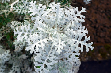 Beautiful decorative silvery wooly curly leaves ornamental plant Jacobaea maritima Senecio