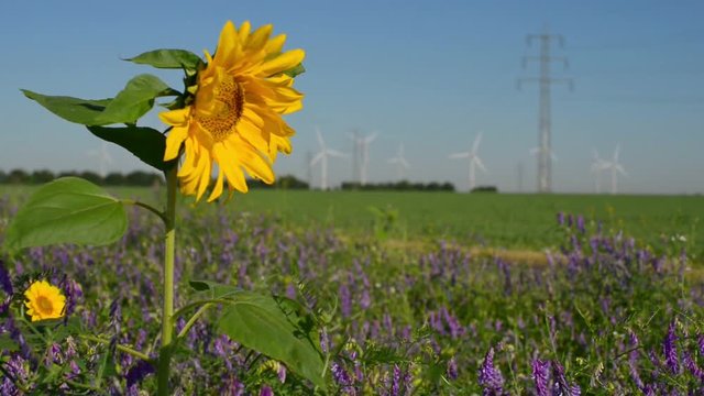 Video mit Sonnenblume und Windr&auml;der