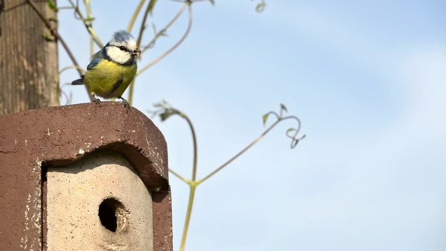 Video mit Blaumeisen bei der F&uuml;tterung