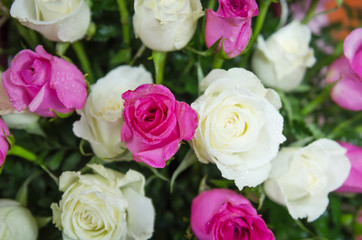 Fototapeta na wymiar close up bunch of flowers rose decoration