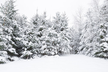 Wonderful nice winter day after blizzard. Big spruces are snow covered and look very beautiful. Winter time concept.