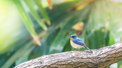 Hill Blue Flycatcher perching on a branch in the forest, Thailand.