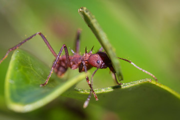 Leaf cutter ants