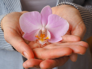 Beautiful woman's hands holding purple Orchid flower.


