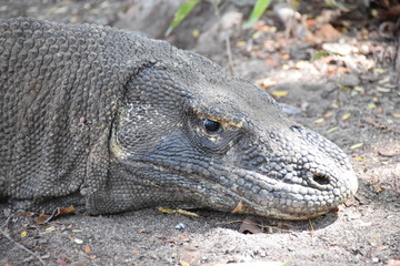 Komodo Dragon, Indonesia